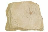 Jurassic Brittle Star Fossil - Solnhofen #256661-1